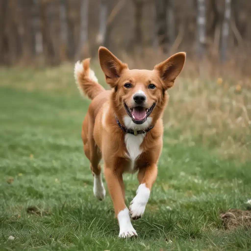 Choosing the Perfect Dog for a Busy, Active Lifestyle