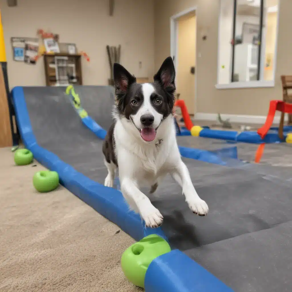 Indoor Obstacle Courses for Dogs